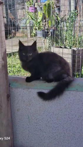 Maine coon