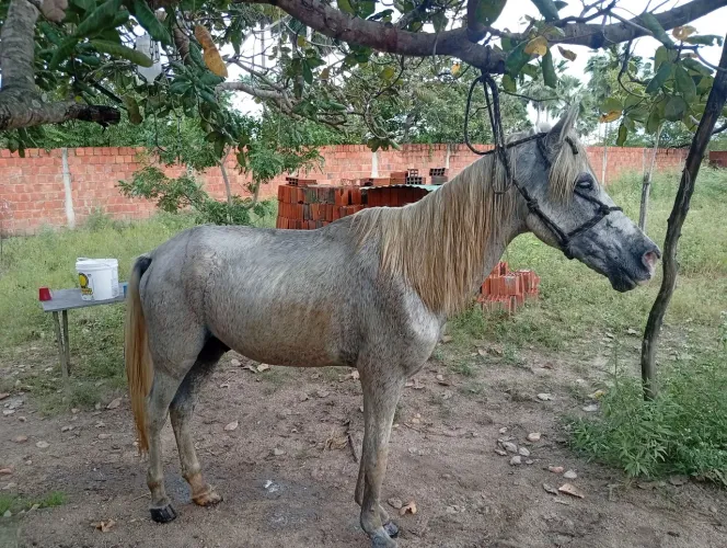 Cavalo machado ?