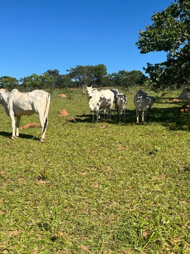 Vacas Nelore a venda