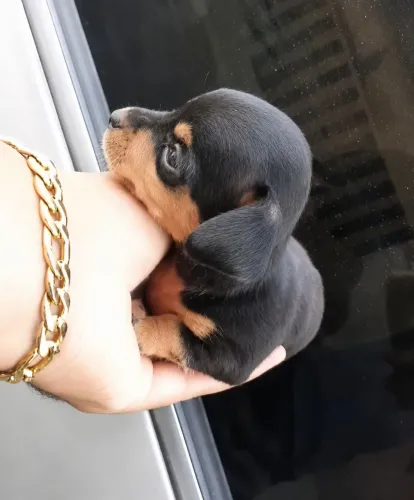 PINSCHER ZERO
