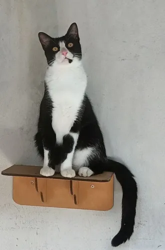 Gatos castrados para adoção
