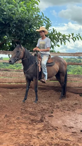 Égua Quarto de milha