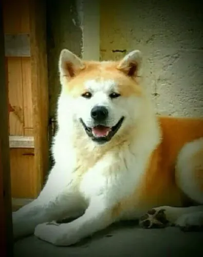 Akita Inu, Filhotes de Cães a Venda