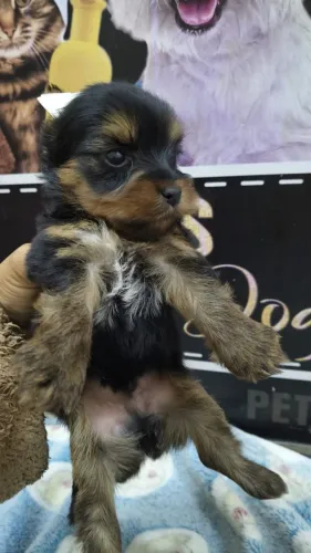 Machinho de yorkshire micro padrão baby face lindo