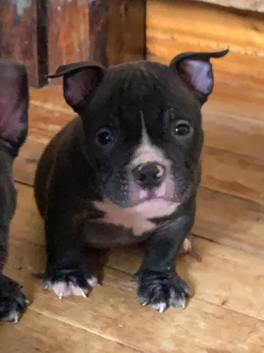 American bully mae e filhos disponíveis para V 