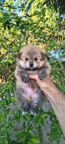 Spitz Alemão/ lulu da Pomerânia 