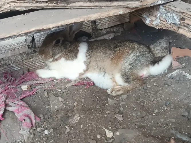 Coelhos 