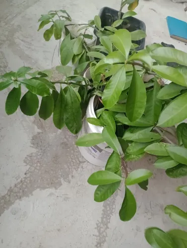 Plantas de Ora-pro-nobis.