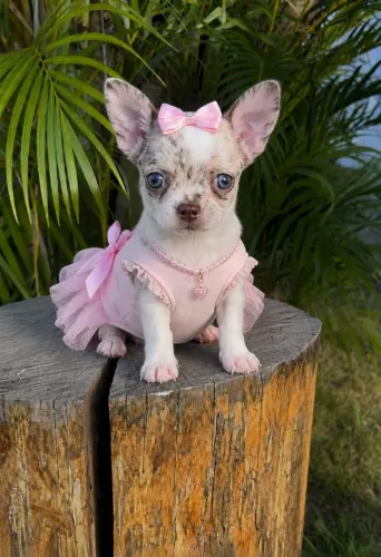 Chihuahua Fêmea Pelo Longo e Curto!Perfeição da raça!