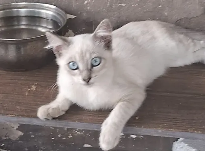 Gato macho para doação