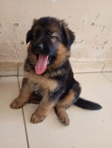 Filhote de Pastor de Alemão 