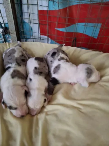 Daschunds mofadinhos 2 femeas e 4 machos 
