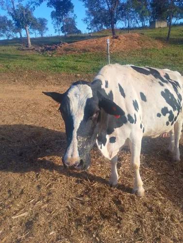 Vaca de leite 