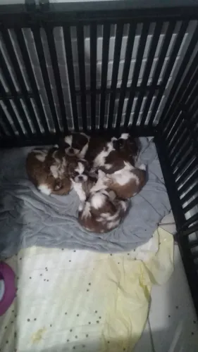 Shih tzu