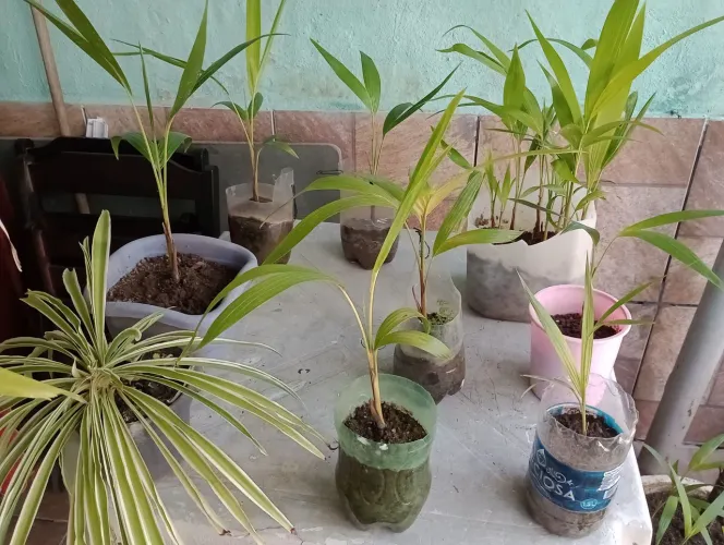 Vendo mudas de palmeira