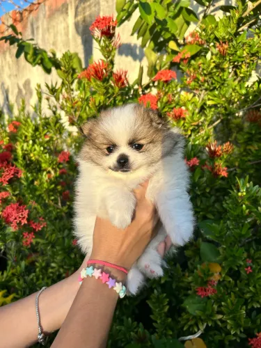 Lulu da pomerania anã