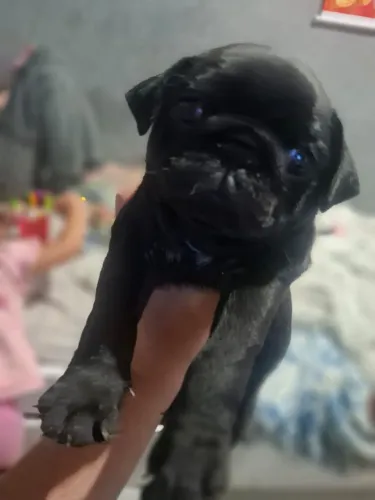 Amiguinho pug
