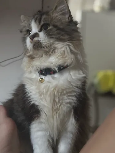 Procuro gata persa para cruzar com gato persa obs: Tem que ser persa