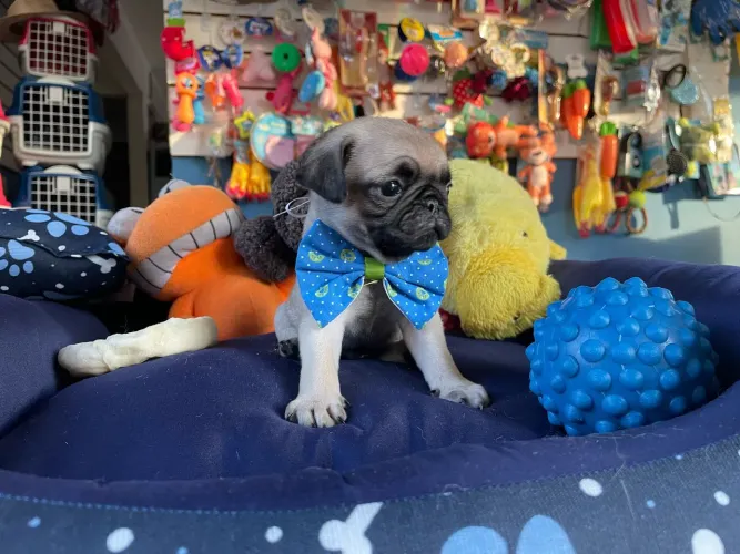 Pug disponíveis temos machinho e fêminha 
