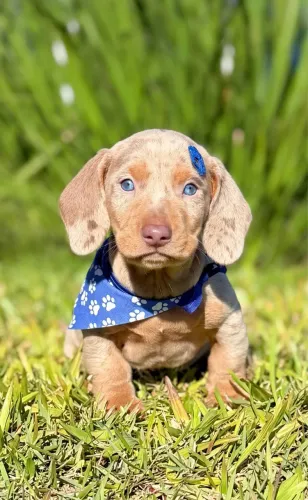 Dachshund Machos Arlequins 