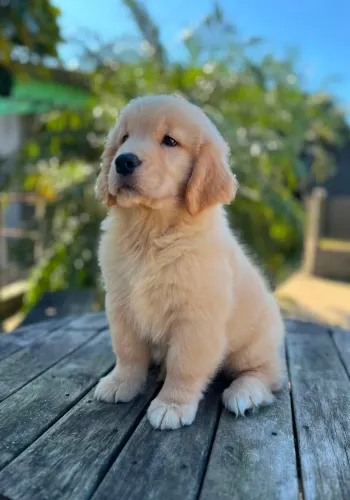 Filhote de Golden Retriever 