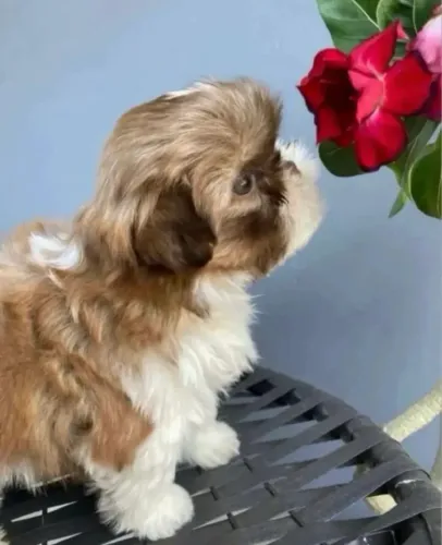 Shih Tzu