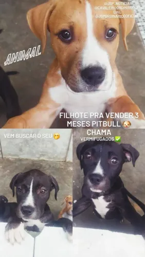 Filhote pitbull