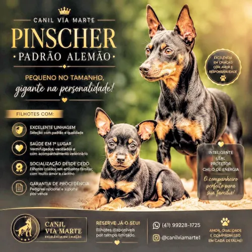 Pinscher Padrão Alemão