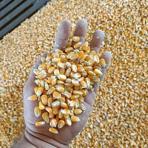 Venda de Milho, Quirera de Milho e Farelo de Soja Direto do Produtor