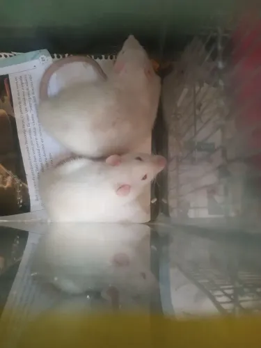Ratos Twister filhotes