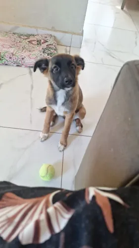 Estou doando uma cachorrinha de 3 meses com todas as vacinas em dia.