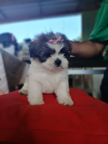 Raça Shih-tzu