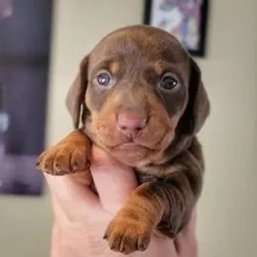 Dachshund,Dachshund Filhote Linda Linhagem Disponível