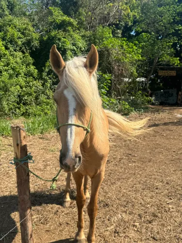 CAVALO MANGA LARGA