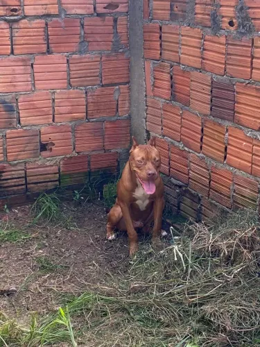 Procurando uma namorada pitbull