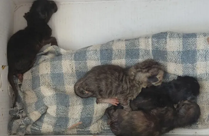 04 Gatinhos recém nascidos para adoção 