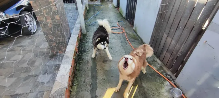 Husky siberiano 