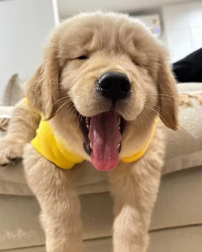 Golden retriever filhote lindos