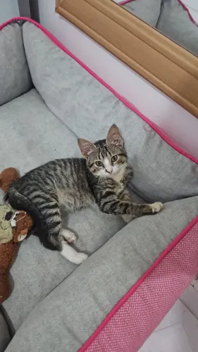 Gato para doação 