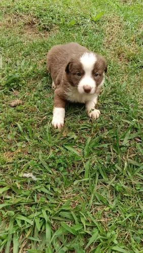 Border collie. Puros 