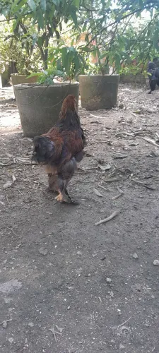 Frangos brahma 