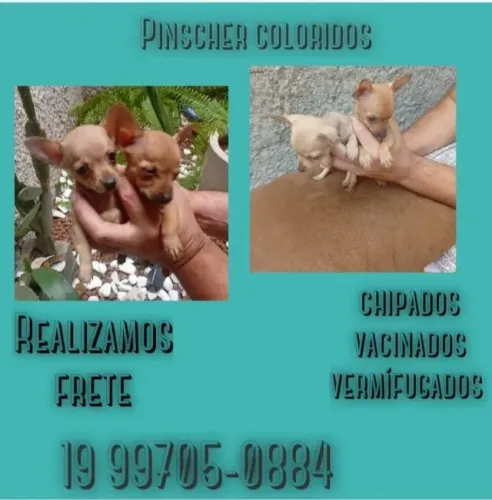 Filhote de Pinscher mini com rotina de cuidados