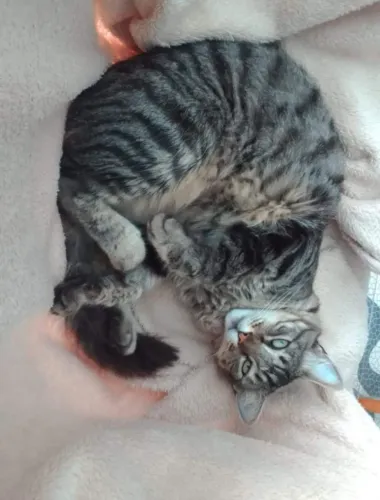 Adoção responsável lindo gato peludi
