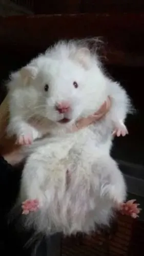 Procuro hamister sírio 