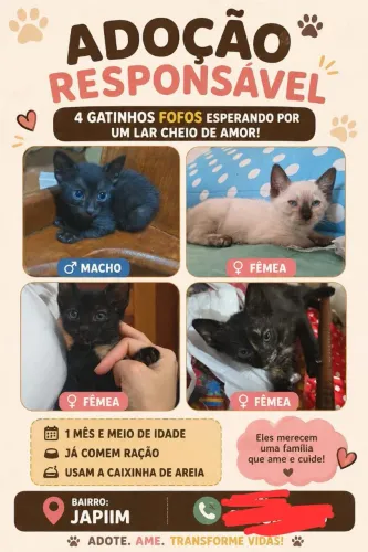 Gatinhos para doação
