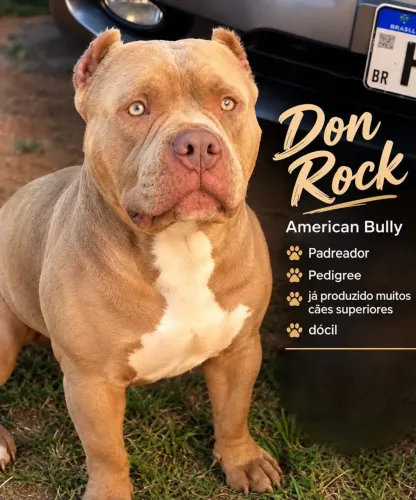 VENDA AMERICAN BULLY 