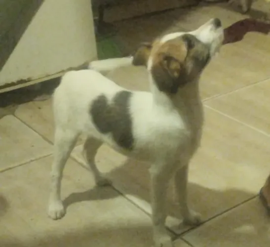 Adoção responsável filhote