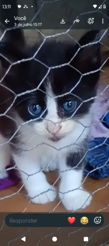 Um gatinho pra doar macho *27