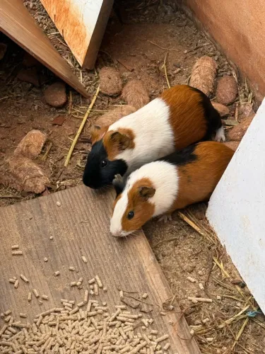 Porquinho da índia