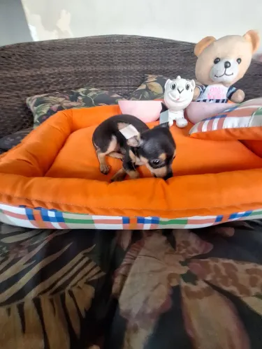 Perfeita fêmea de Pinscher 00 black in tan com garantia e procedência completa 